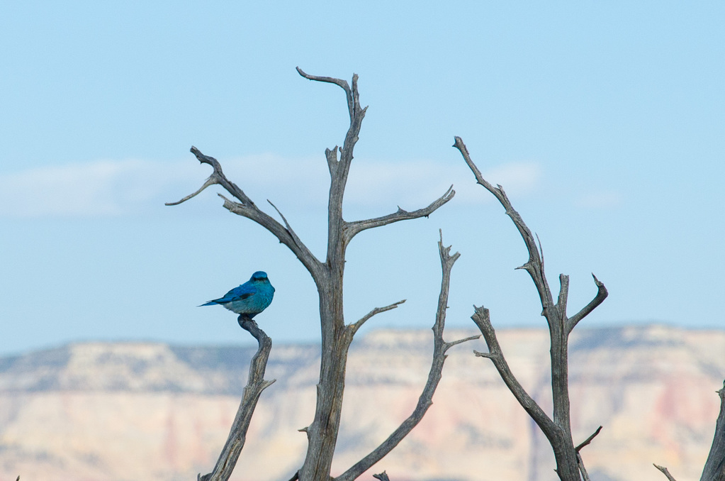 Bluebird