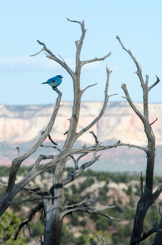Bluebird
