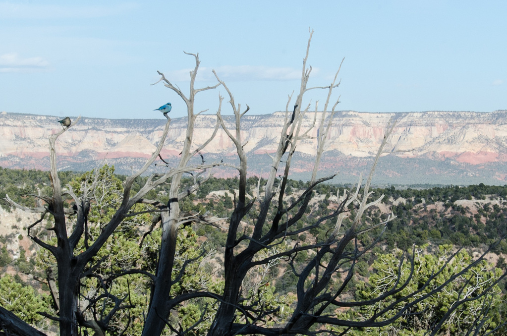 Bluebird