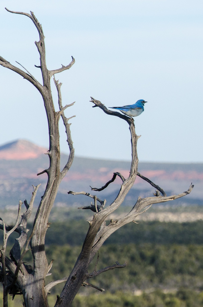 Bluebird