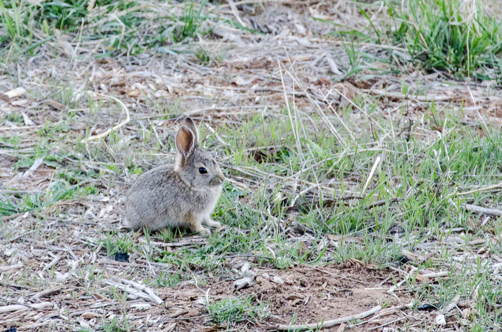 Bunny