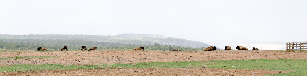 Bison