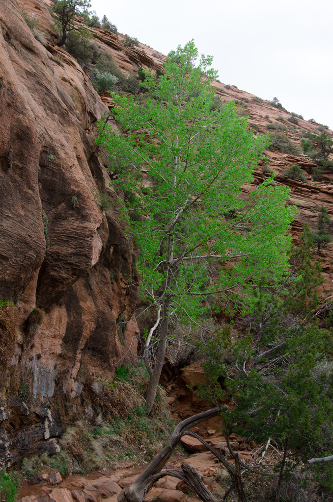Zion