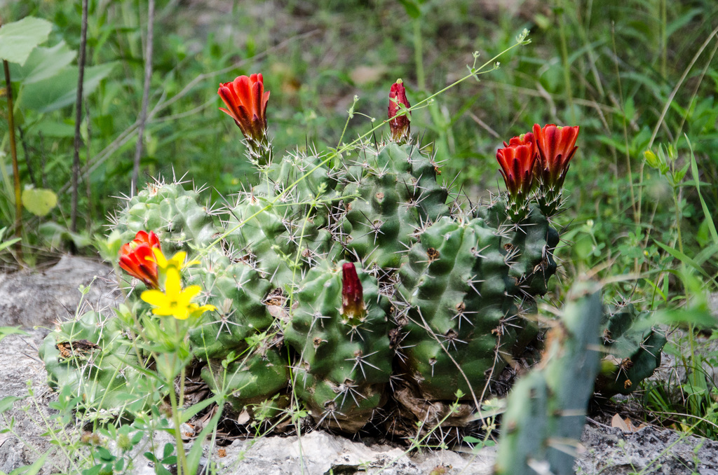 Westcave Preserve