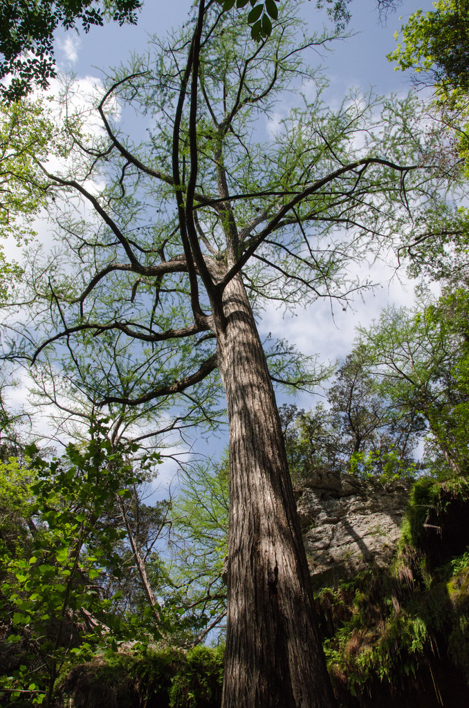 Westcave Preserve Westcave Preserve