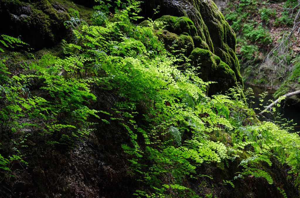 Westcave Preserve