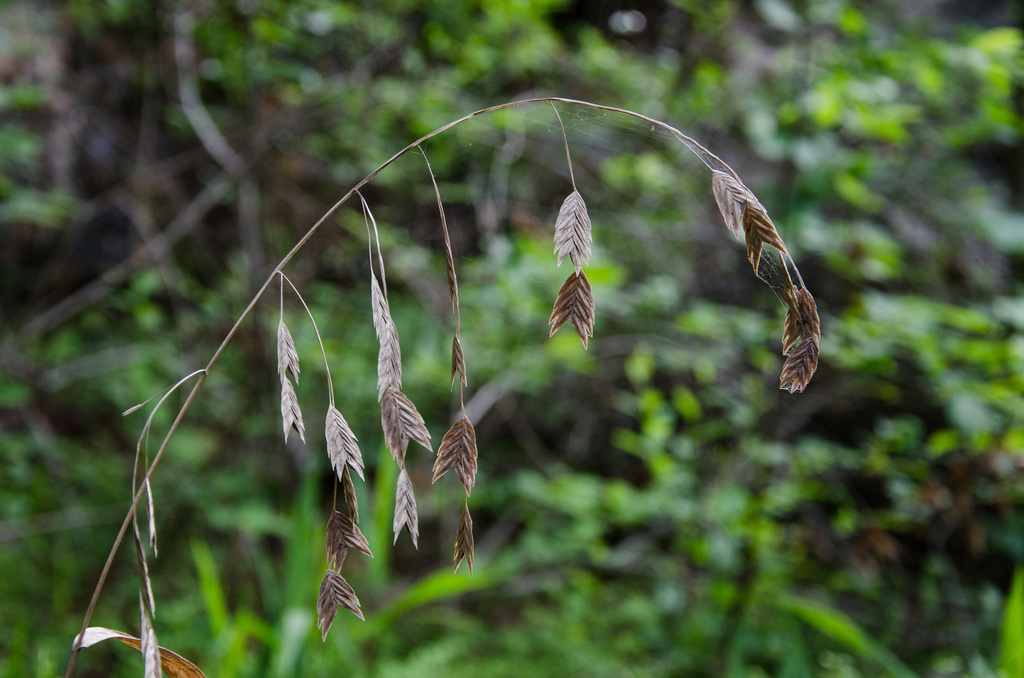 Westcave Preserve