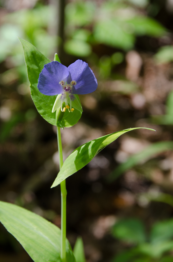Westcave Preserve Westcave Preserve