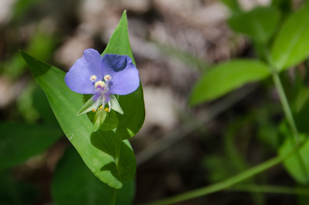 Westcave Preserve