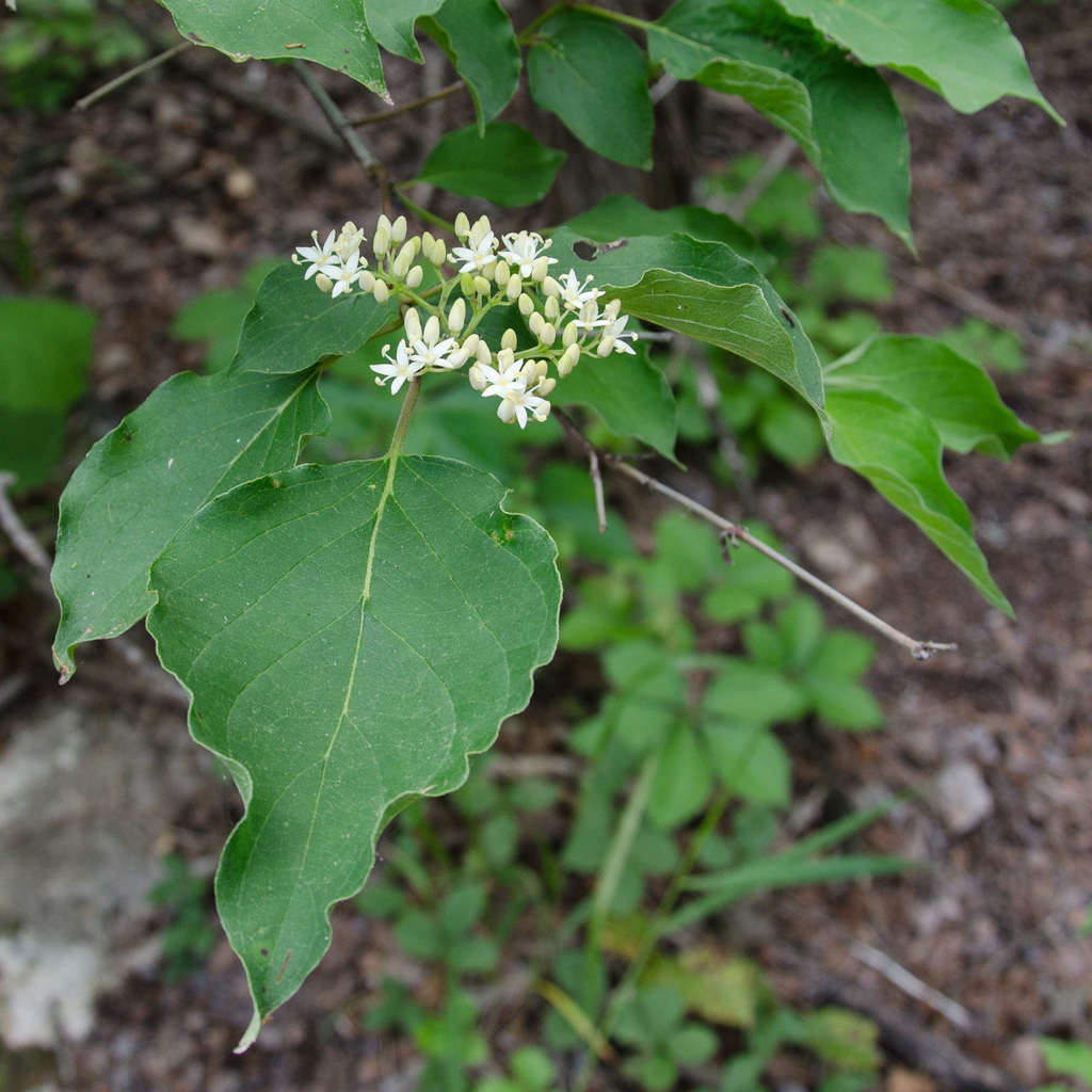 Westcave Preserve