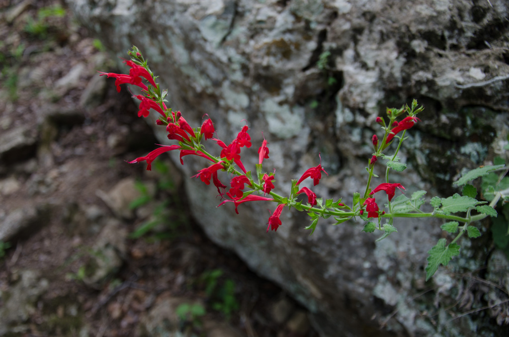Westcave Preserve