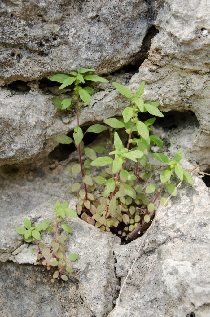 Westcave Preserve Westcave Preserve