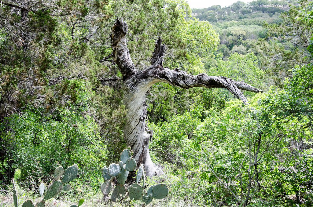 Westcave Preserve