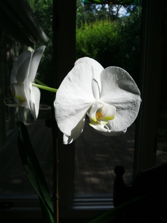 Orchid