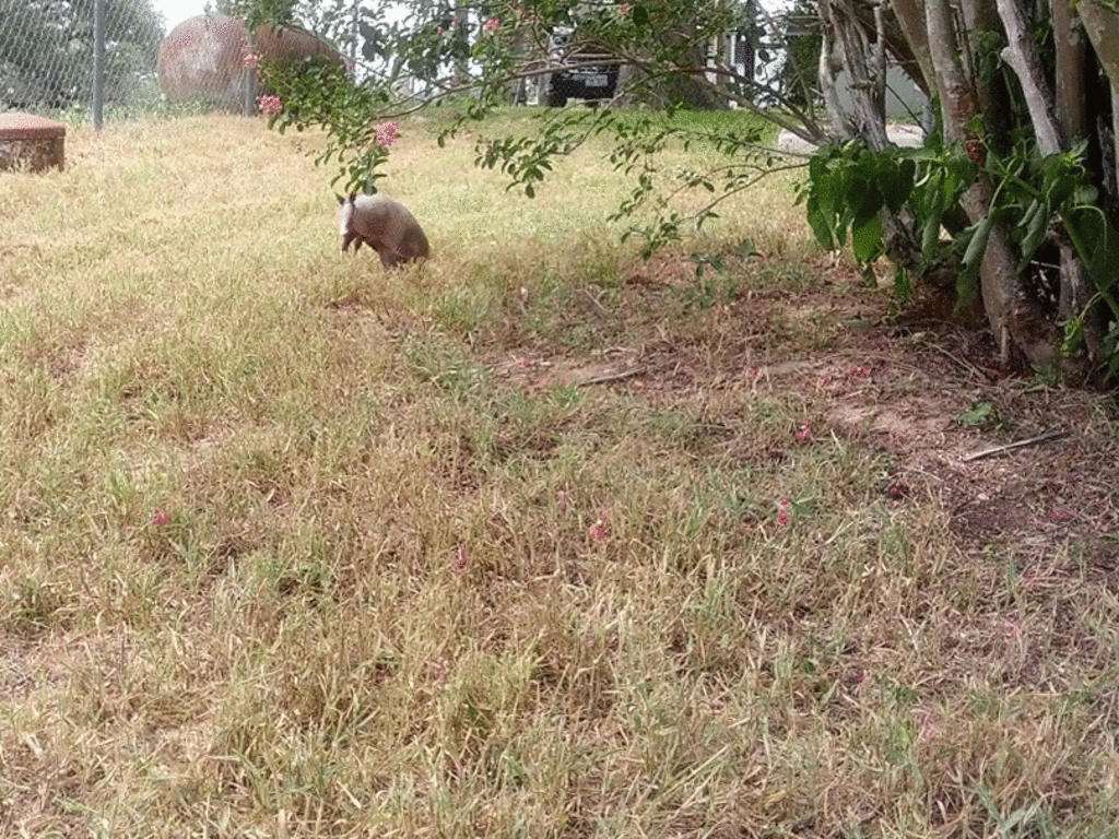Armadillo