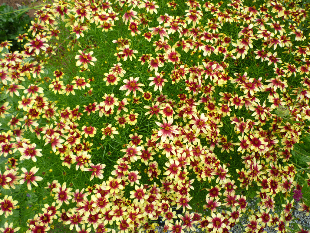 Random summer flowers