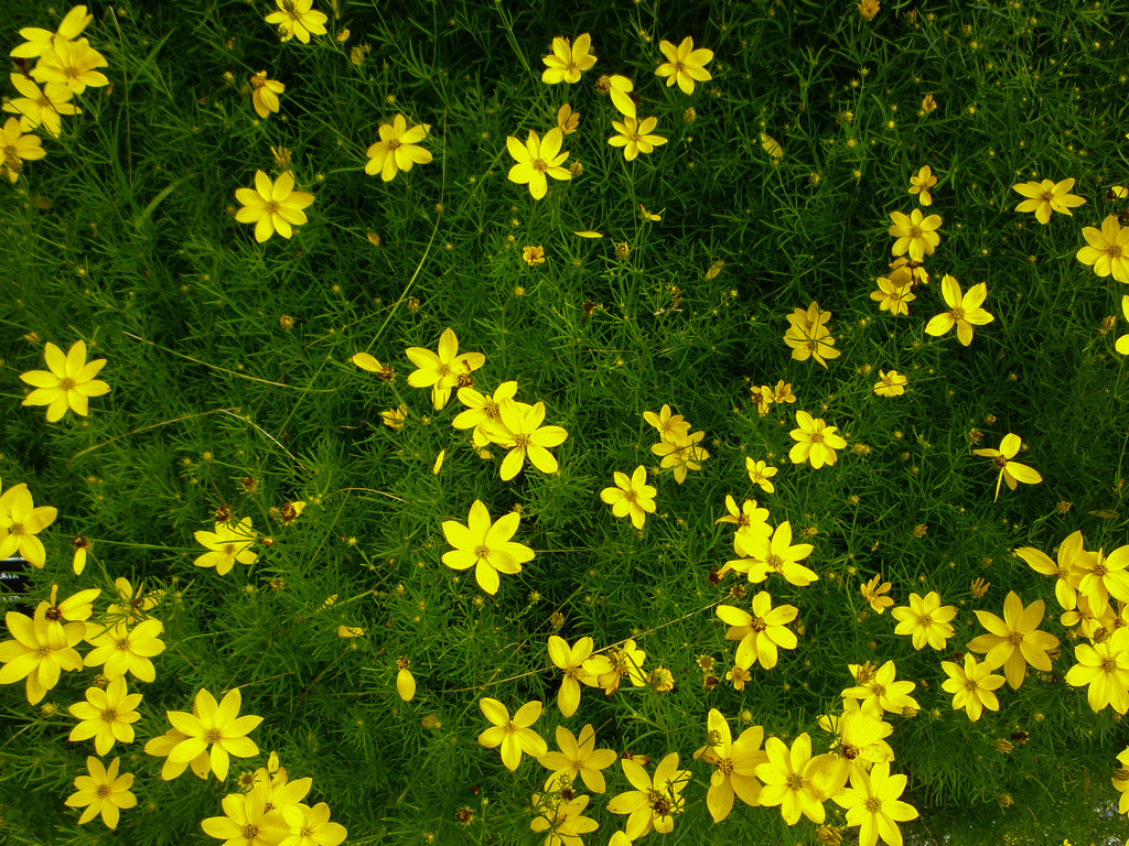 Random summer flowers