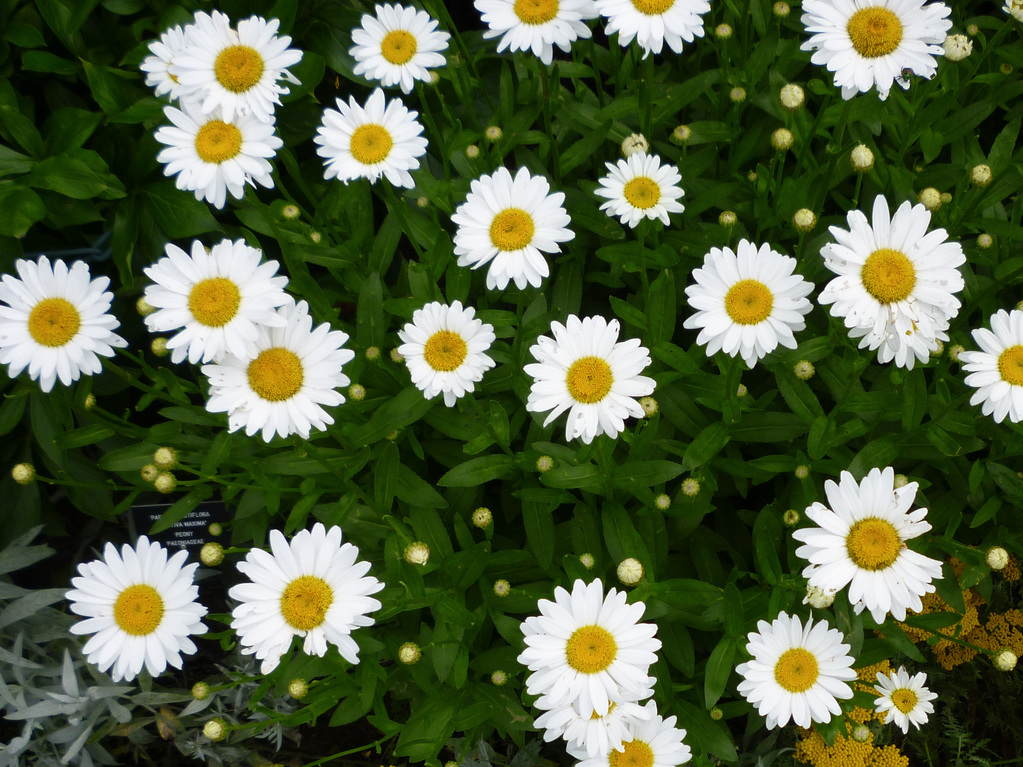 Random summer flowers