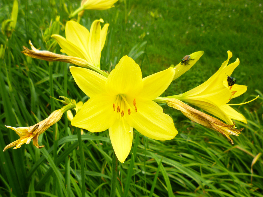 Random summer flowers