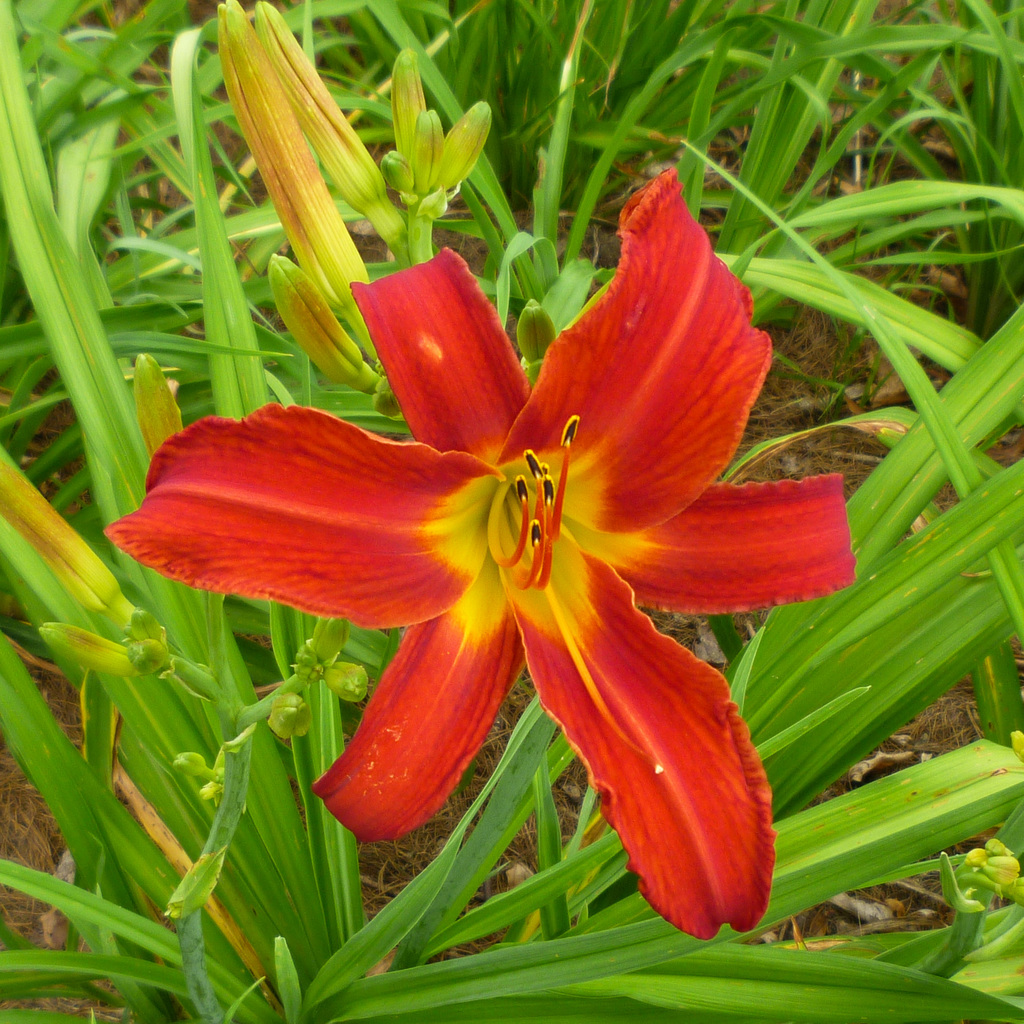 Random summer flowers