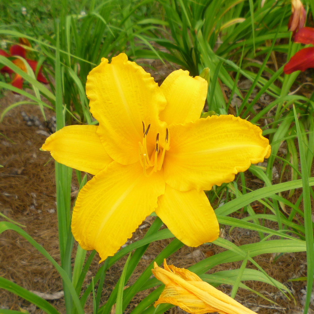 Random summer flowers
