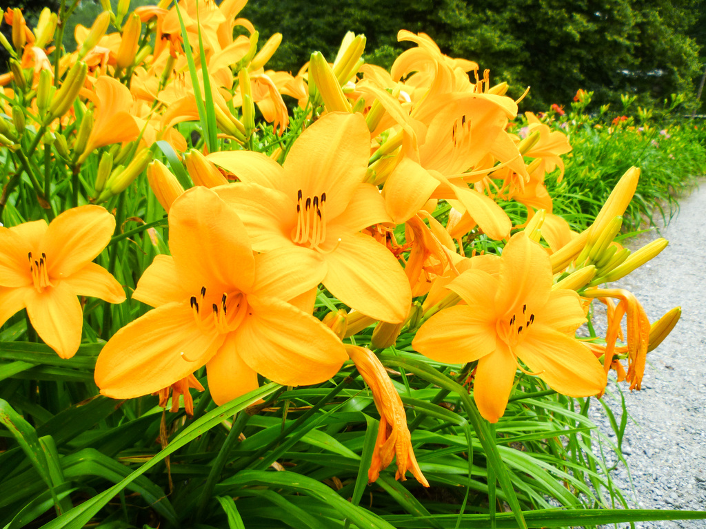 Random summer flowers