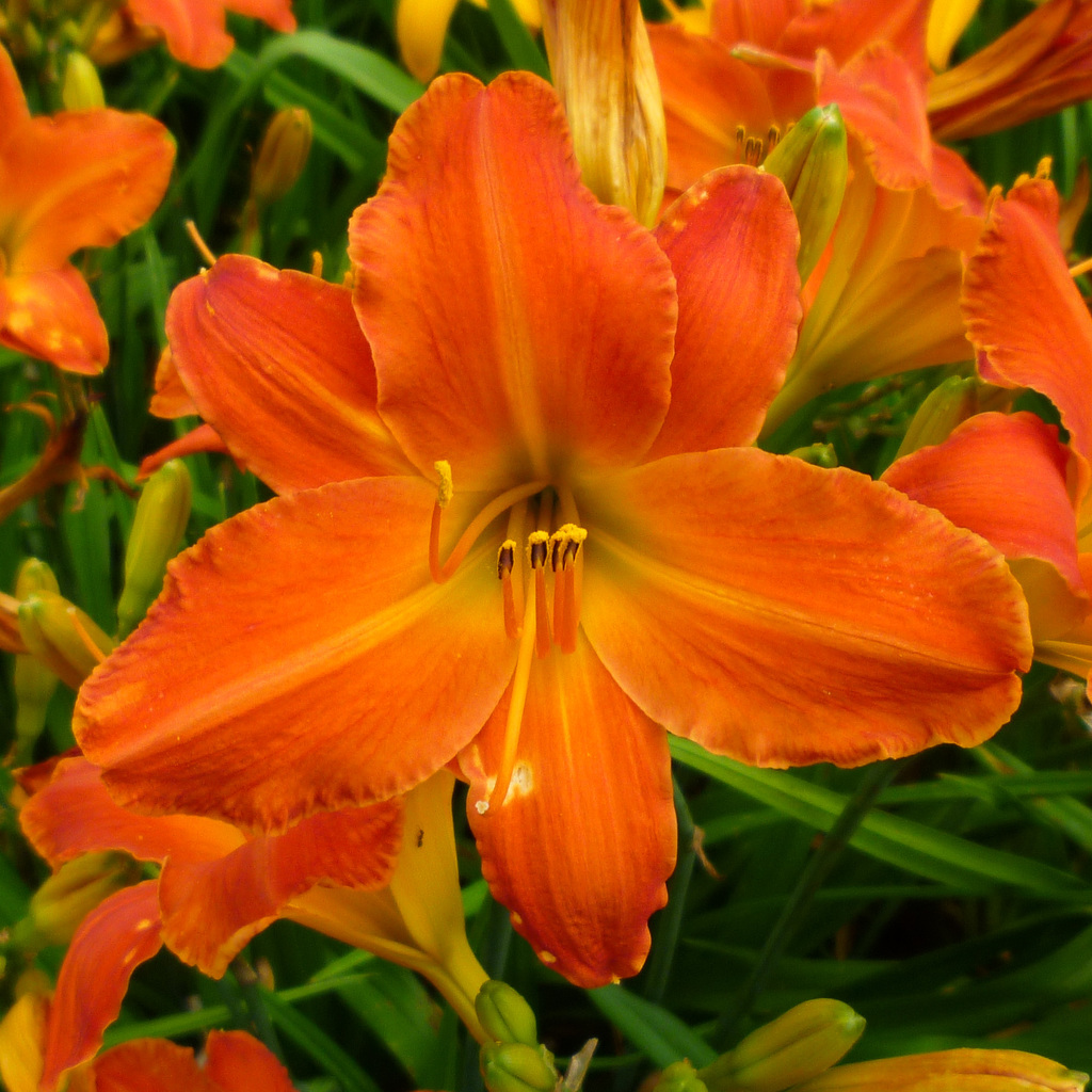 Random summer flowers