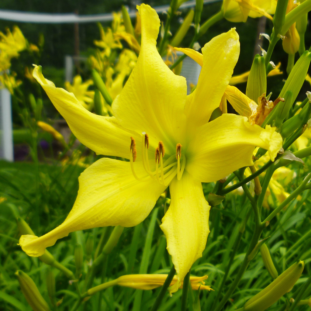 Random summer flowers
