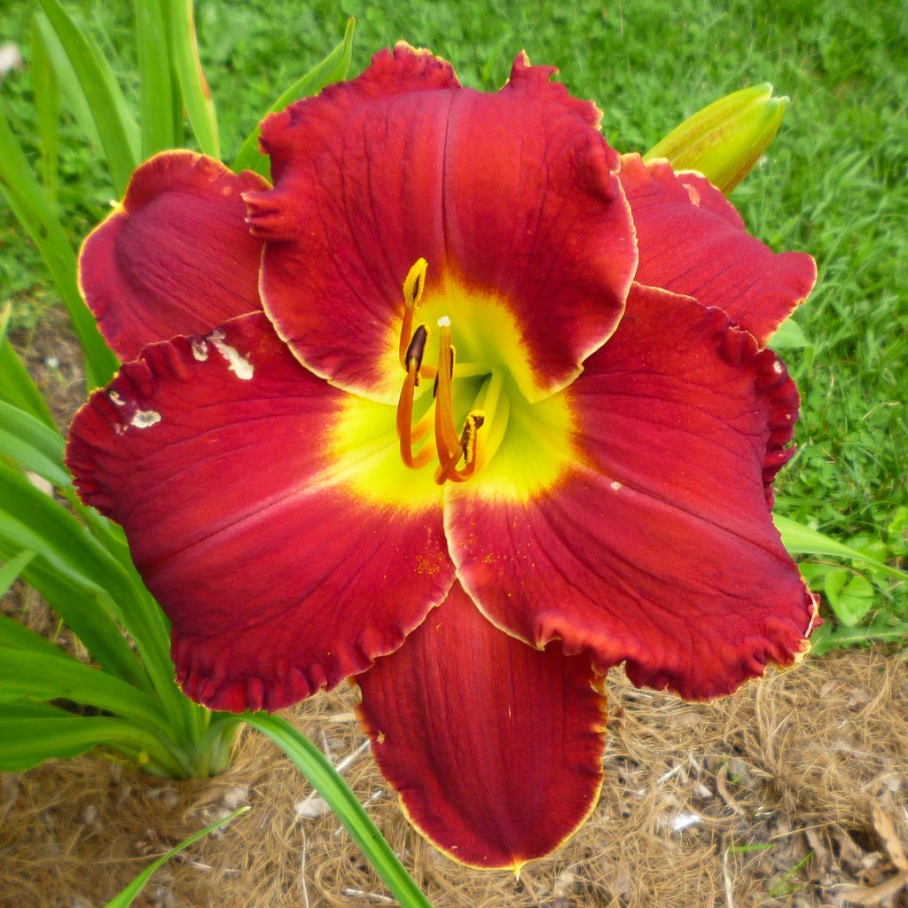 Random summer flowers