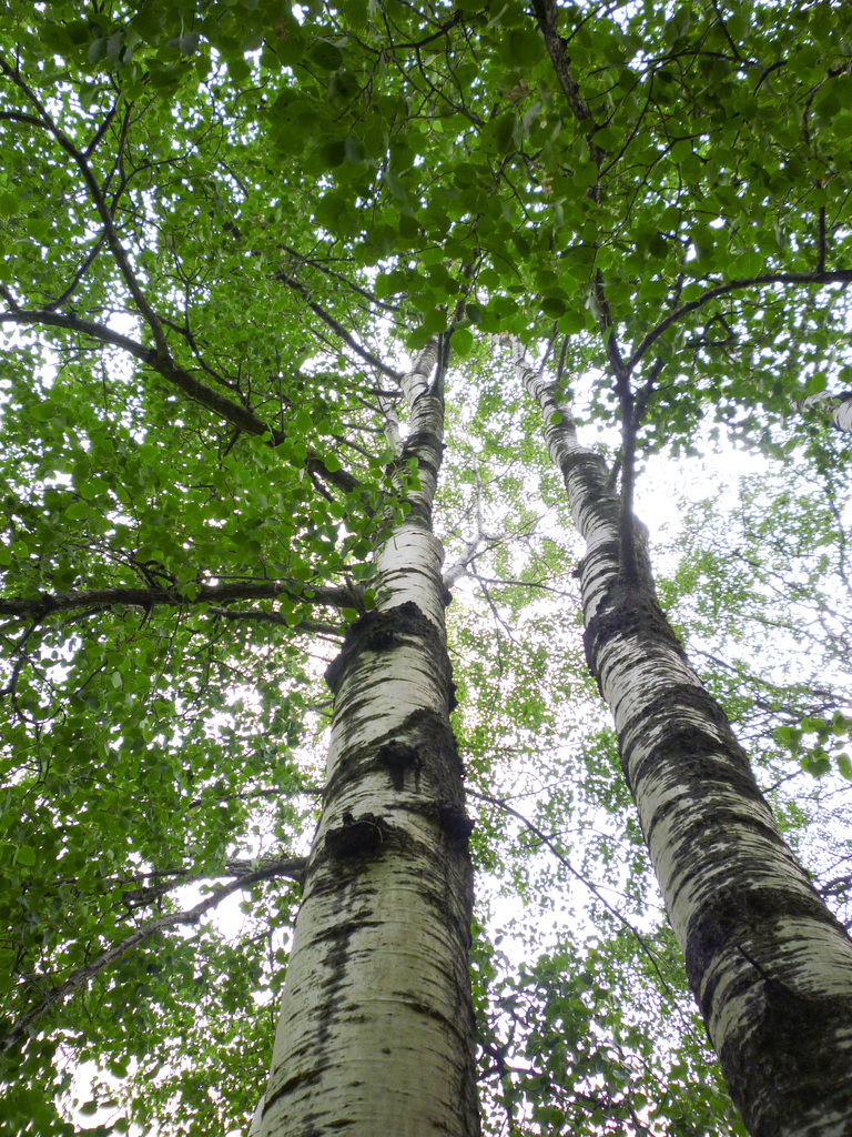 Birches