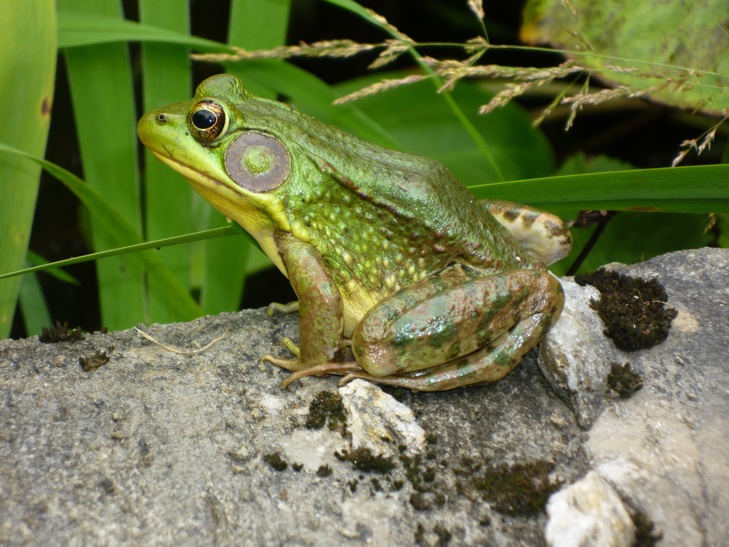 Green frog