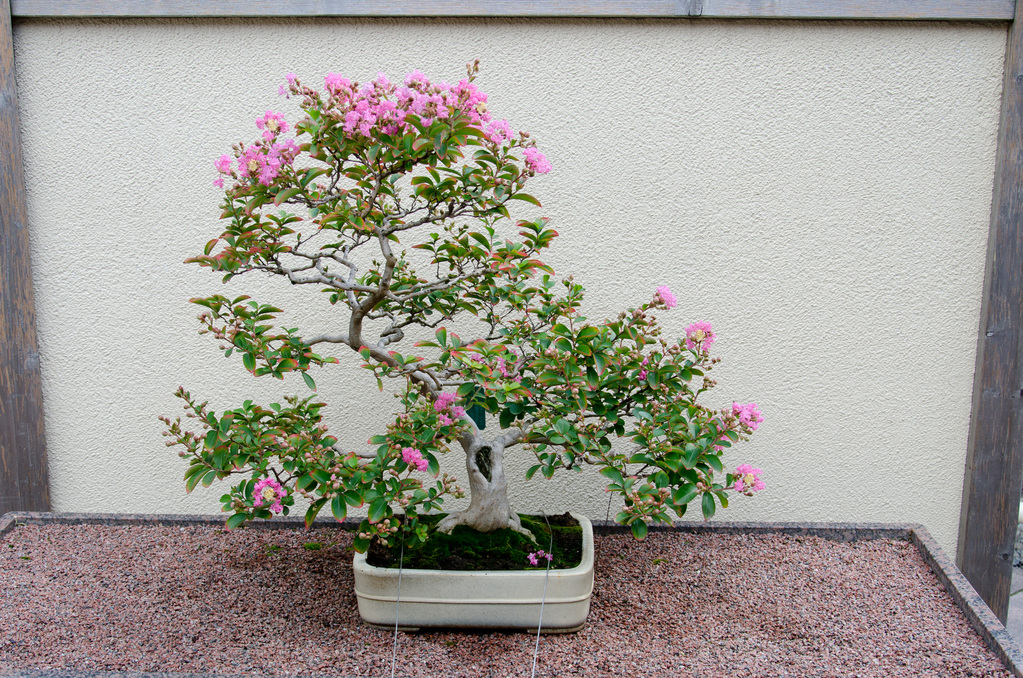 Crape myrtle bonsai