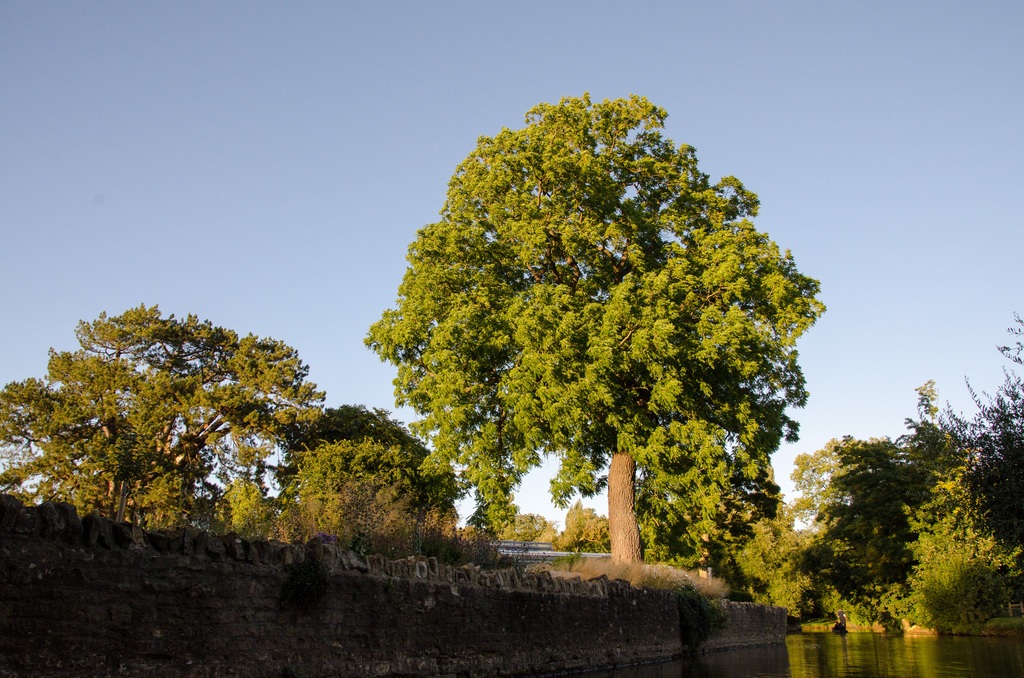 Tree Tree