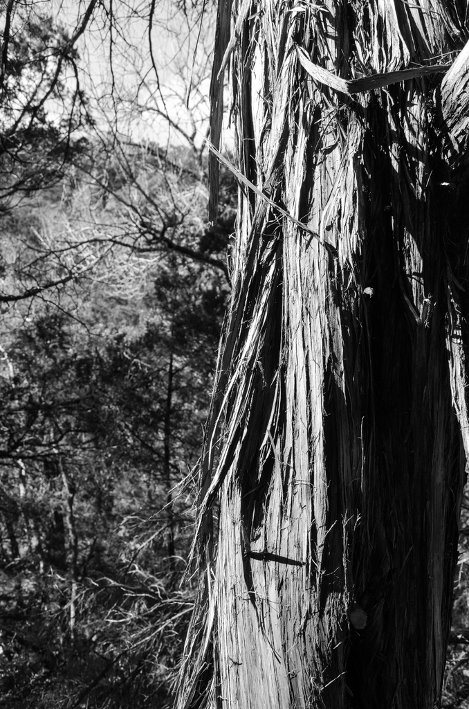 Turkey Creek Trail