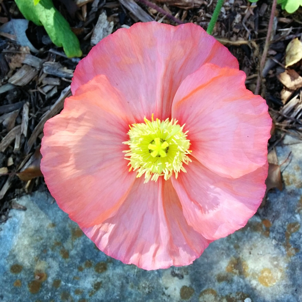 Poppy