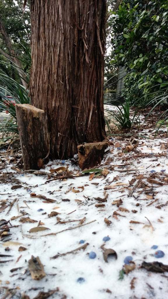 Austin Snow!