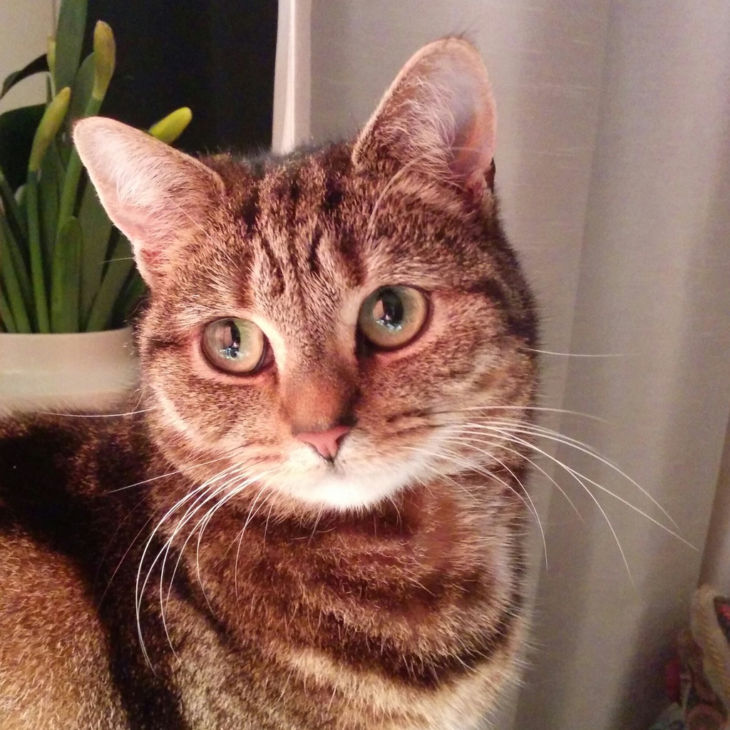 Mitzy