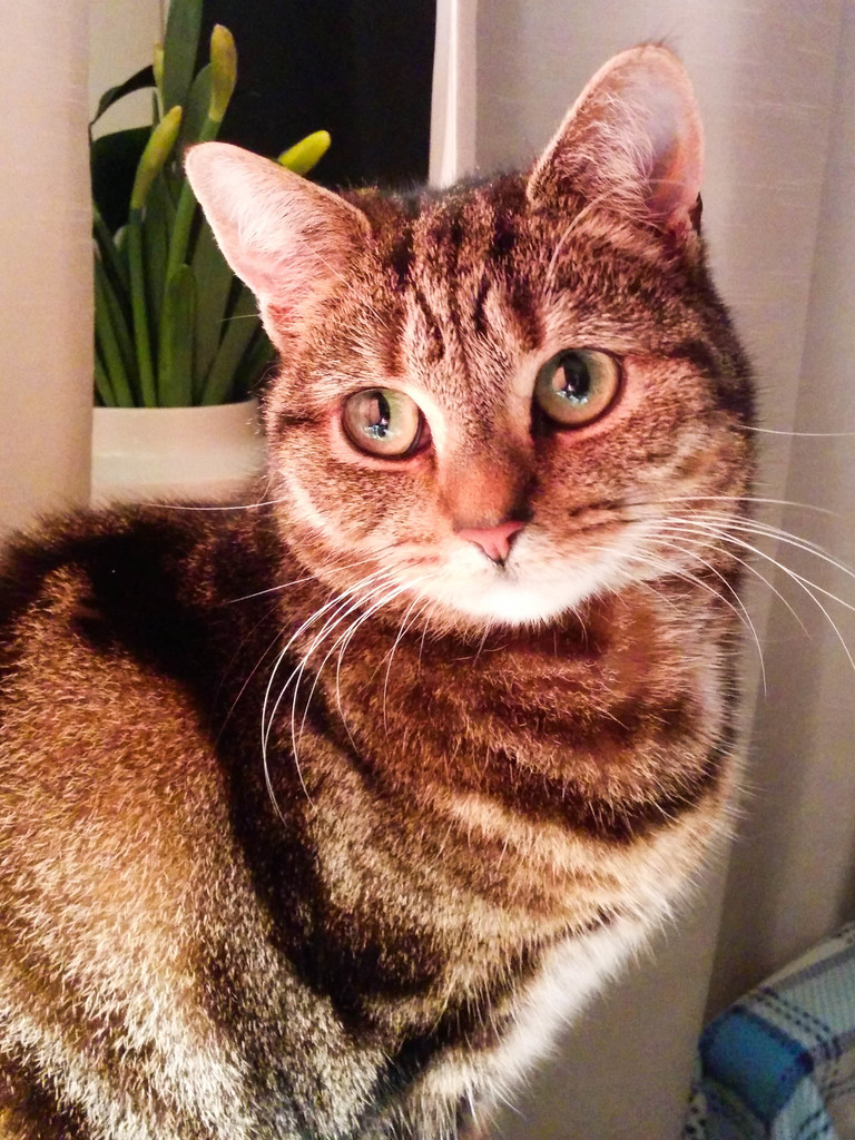 Mitzy