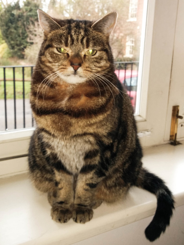 Grumpy Mitzy