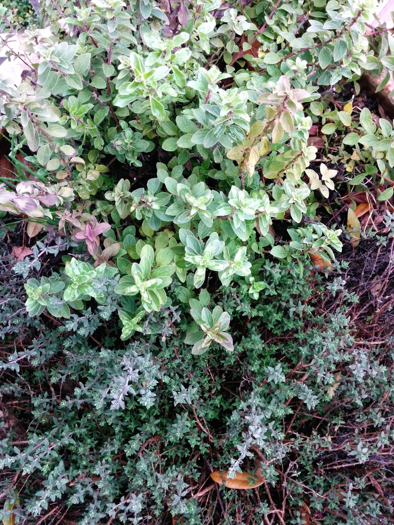 Herbs