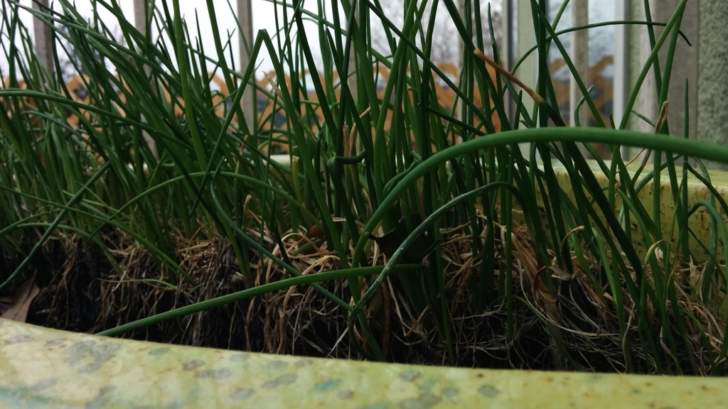 Wall of chives