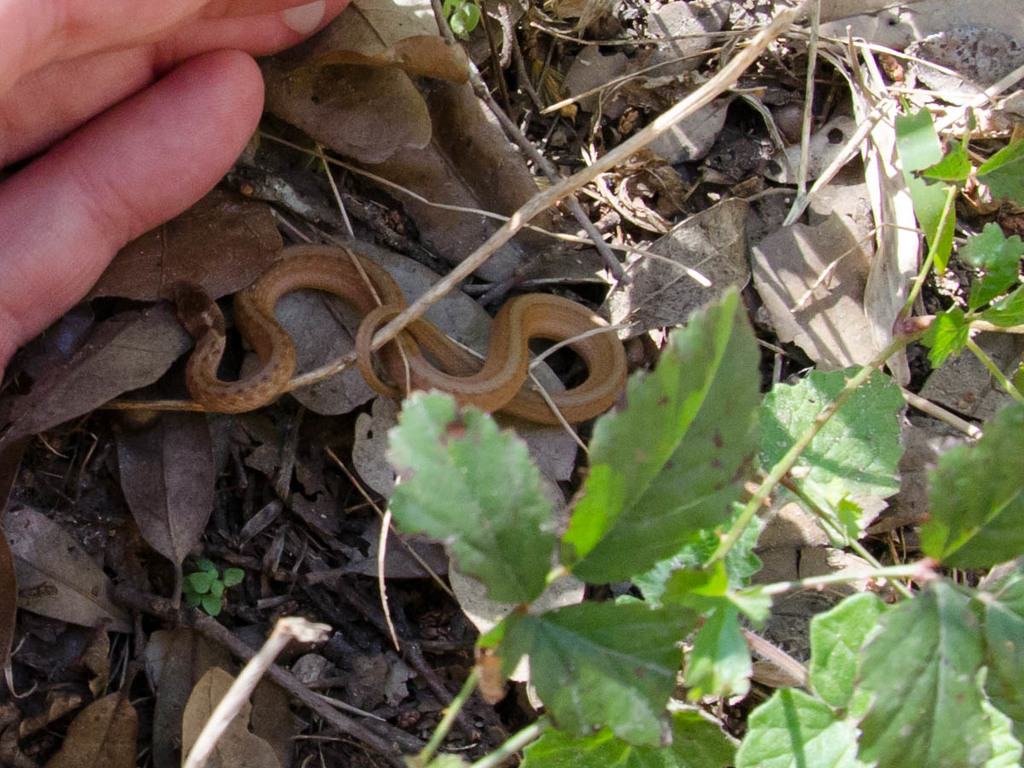 Lil' feller