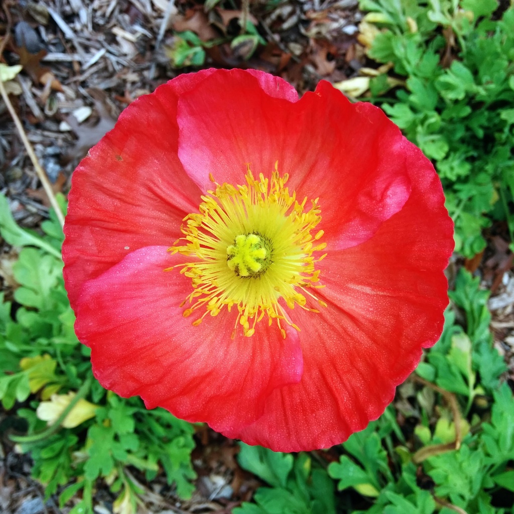 Poppy