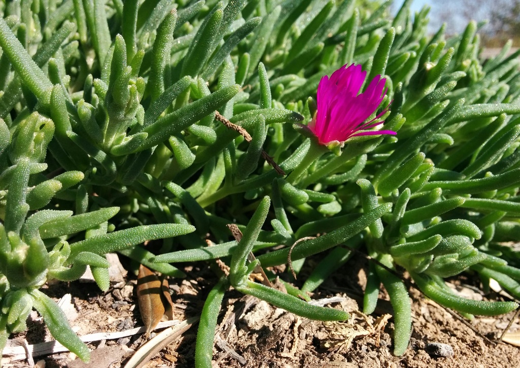 Ice plant