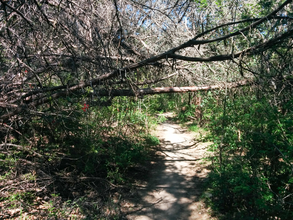 Trail