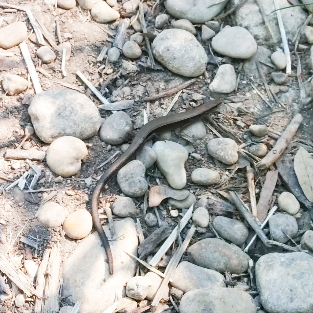 Skink