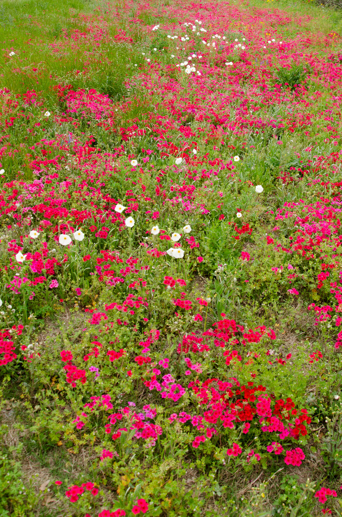 Texas wildflowers