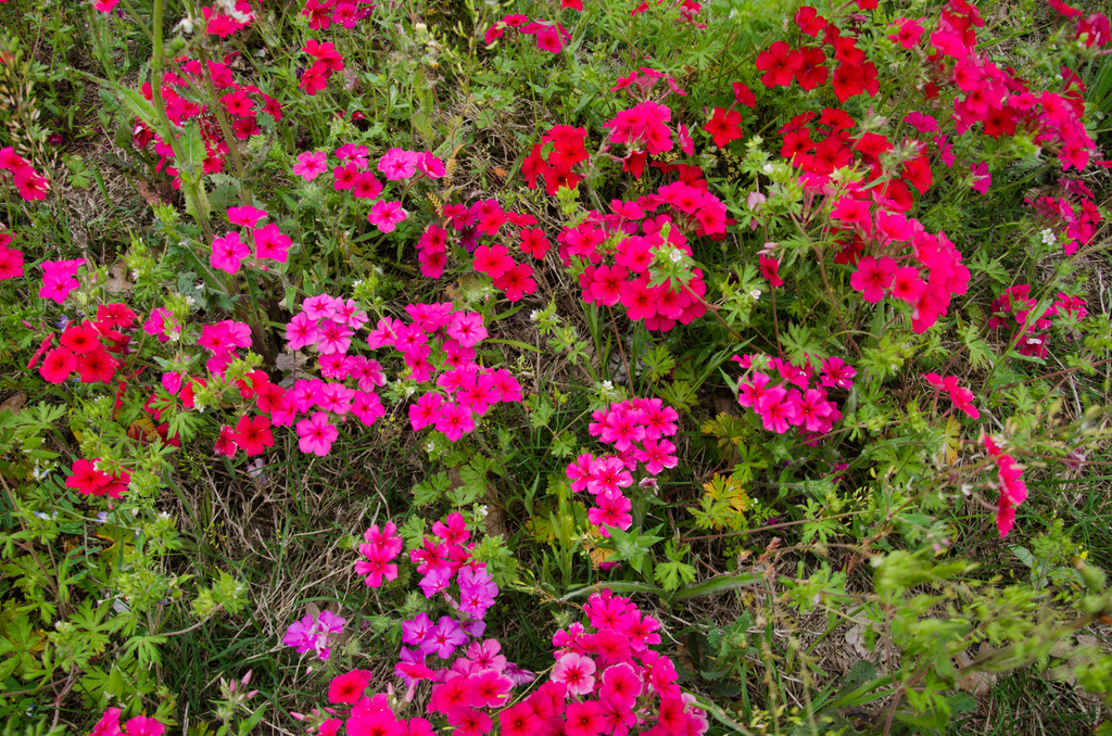 Texas wildflowers