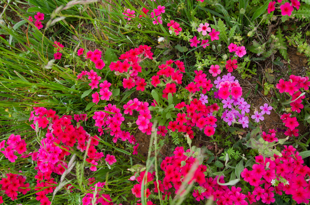 Texas wildflowers