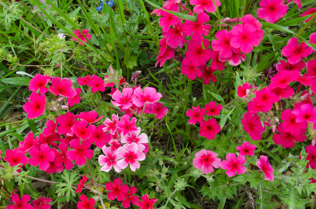 Texas wildflowers